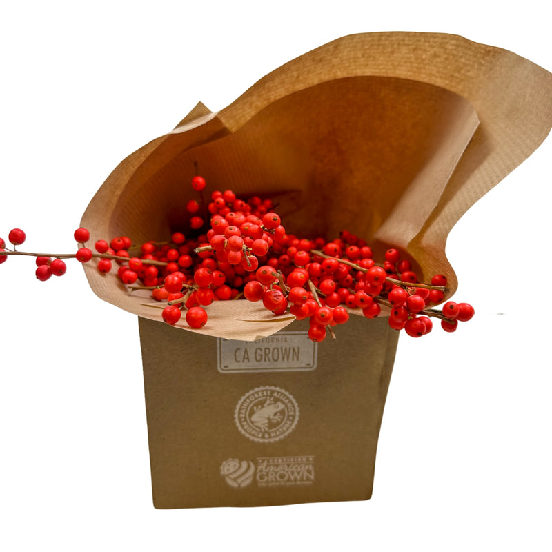 Ember Ilex Berries