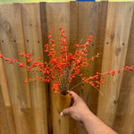 Ember Ilex Berries