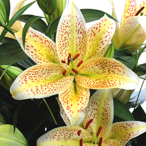 Tiger Moon Lilies 