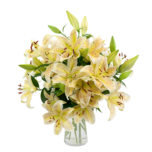 Tiger Moon Lilies