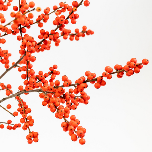 Autumn Spirit ILEX