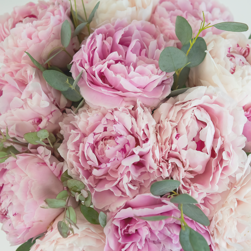 Pink Peonies