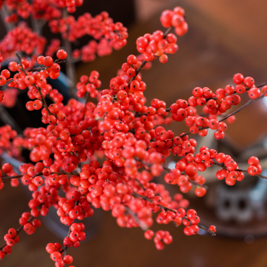 Love Berries