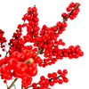Stargazer barn Winter Spirit Ilex