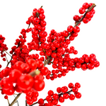 Stargazer barn Winter Spirit Ilex