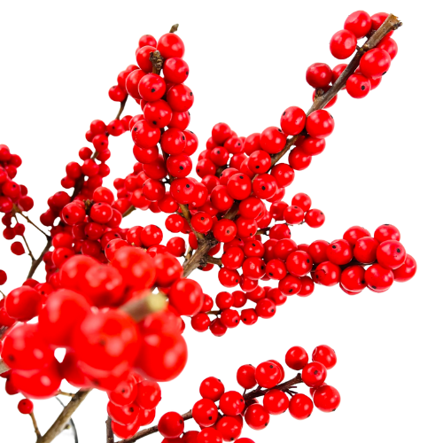 Stargazer barn Winter Spirit Ilex
